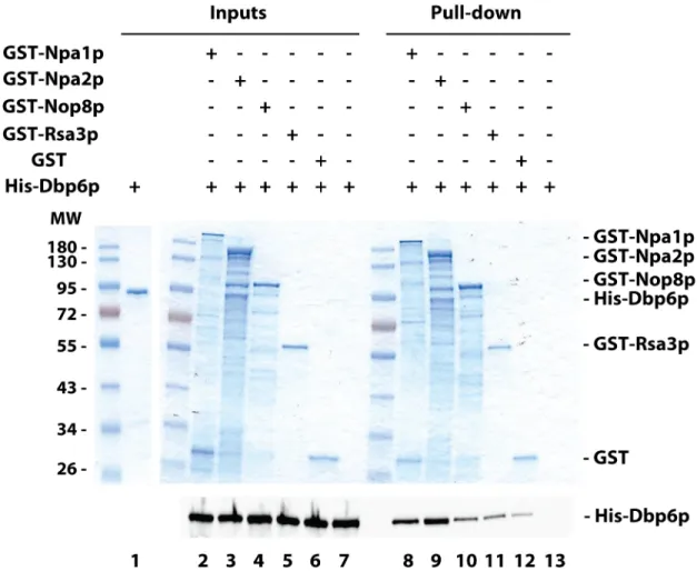 Fig 4. In vitro protein-protein interaction assays. Glutathione-coated magnetic beads were mixed with purified recombinant GST-tagged proteins, washed and incubated with purified recombinant His-Dbp6p