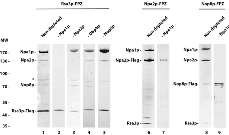 Fig 5. Npa1p depletion prevents in vivo interactions between Rsa3p, Npa2p and Nop8p. Tandem affinity purifications were performed using the indicated strains grown in glucose- (lanes 2, 3, 4, 5, 7 and 9) or galactose-containing medium (lanes 1, 6 and 8)