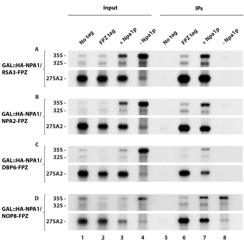 Fig 6. Effects of Npa1p depletion on the efficiency of pre-rRNA co-precipitation with Rsa3p-FPZ (A), Npa2p-FPZ (B), Dbp6p-FPZ (C) and Nop8p-FPZ (D).