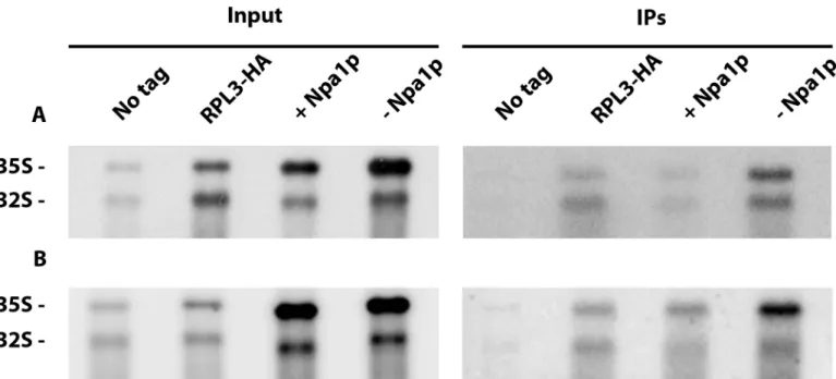 Fig 7. Effects of Npa1p depletion on interactions of Rpl3 with pre-rRNAs. Precipitation experiments were carried out at 50 mM KCl (A) or 400 mM KCl (B) with anti-HA agarose beads and extracts from the GAL::npa1/RPL3-HA strain grown in galactose-containing 