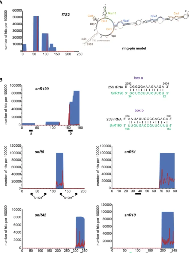 Fig 9. Npa1p binds to ITS2 and to snoRNAs. (A) Npa1p cross-links to ITS2. Left: Number per 100000 reads and positions of reads from the NPA1-HTP CRAC experiment on the ITS2 sequence