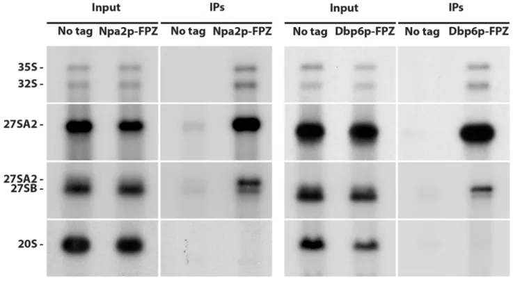 Fig 1. Dbp6p, Nop8p and Rsa3p are components of 90S and 27SA2 pre-rRNA-containing pre-60S particles