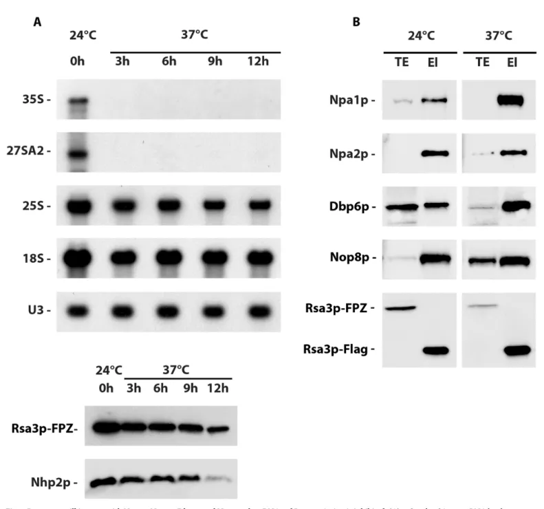 Fig 3. Rsa3p can still interact with Npa1p, Npa2p, Dbp6p and Nop8p when RNA pol I transcription is inhibited