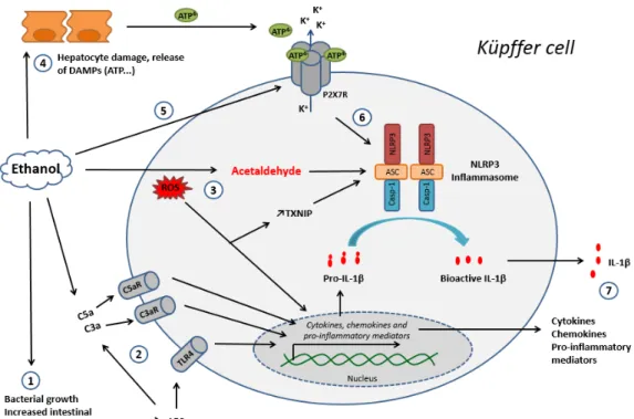 Figure 4. The main mechanisms of Kupffer cell activation during chronic ethanol exposure