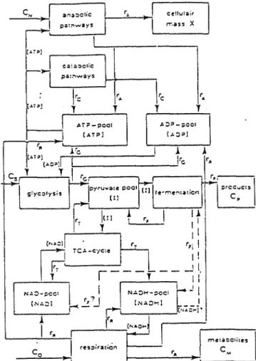 Figure no 5:  diagrarrune bloc incluant le  bilan énergétique et les flux d'ATP et  NAD+  (Koga  S