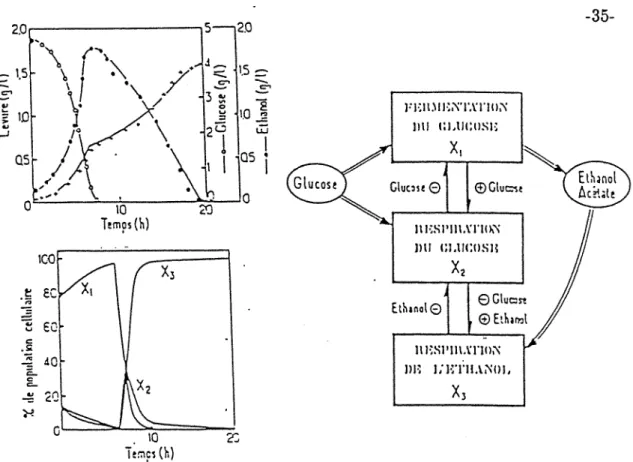Figure n° 7:  modélisation de la croissance de Saccharomyces cerevisiae  {Rqjab  A.  1986)