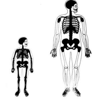 Figure 1 Relocalisation de la moelle osseuse au cours de la croissance chez l'homme. 