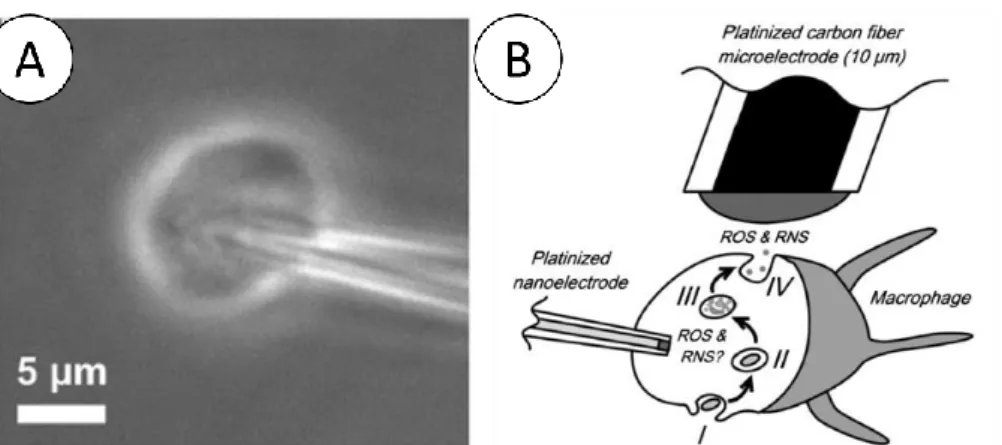 Figure  11  A  :  exemple  d'électrode  miniaturisée  pour  la  détection  de  métabolites  intracellulaire