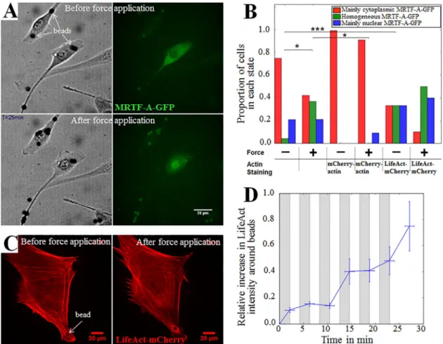 Fig 2. Fibronectin-coated beads actuated by magnetic tweezers induced local actin reorganization and global re-localization of MRTF-A-GFP to the nucleus
