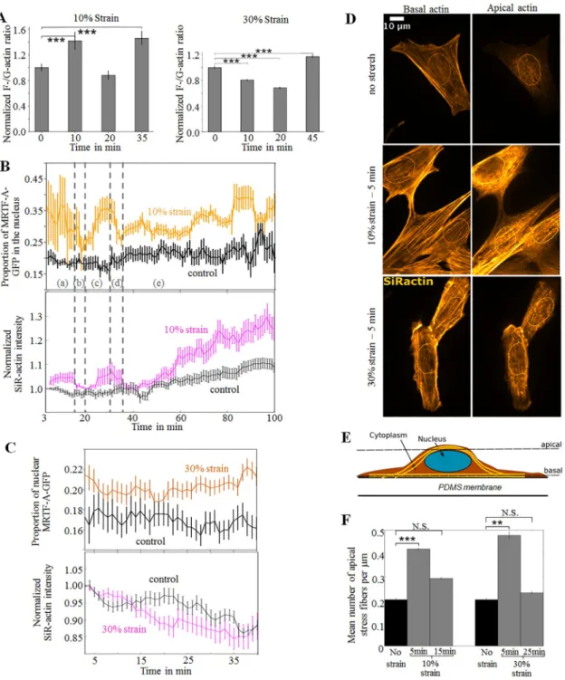 Fig 4. A. F-/G-actin ratio in populations of cells subjected to 10% or 30% strain and stained after fixation at different times of stretching with phalloidin Alexa 647 for F-actin and DNase-I Alexa 594 for G-actin, measured as the ratio between total fluor