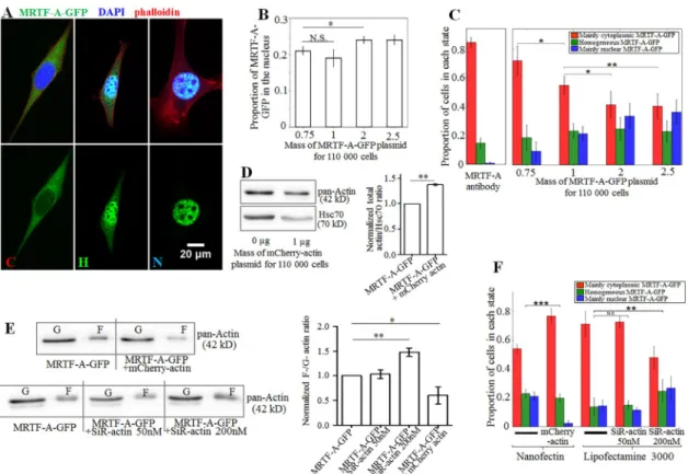 Fig 1. A. Examples of cells classified according to the intracellular localization of MRTF-A GFP, from left to right: mainly cytoplasmic MRTF-A, homogeneously distributed and mainly nuclear MRTF-A