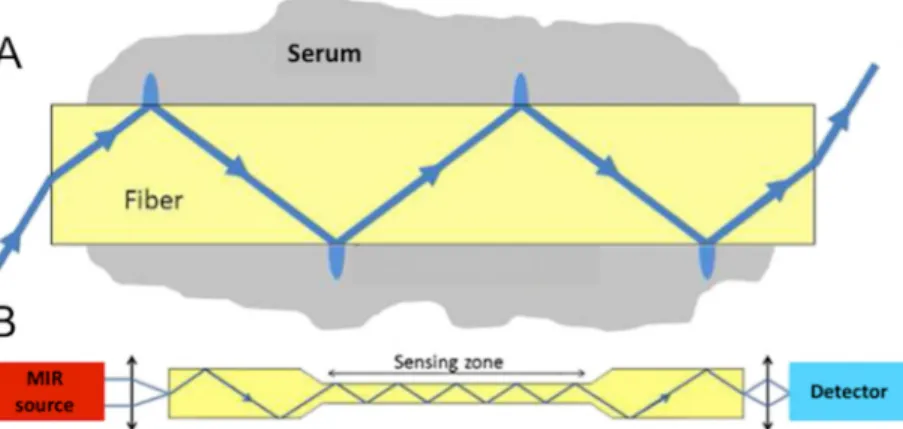 Fig 1. Mechanism of fibre evanescent wave spectroscopy (FEWS). A) Schematic propagation of the light wave in the fibre