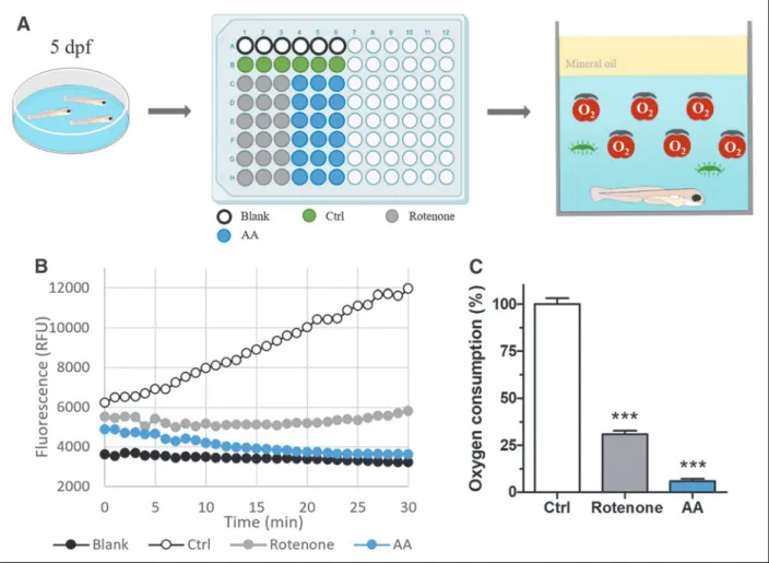 FIG. 1. Real-time measurement of oxygen consumption in 5 dpf zebrafish larvae.