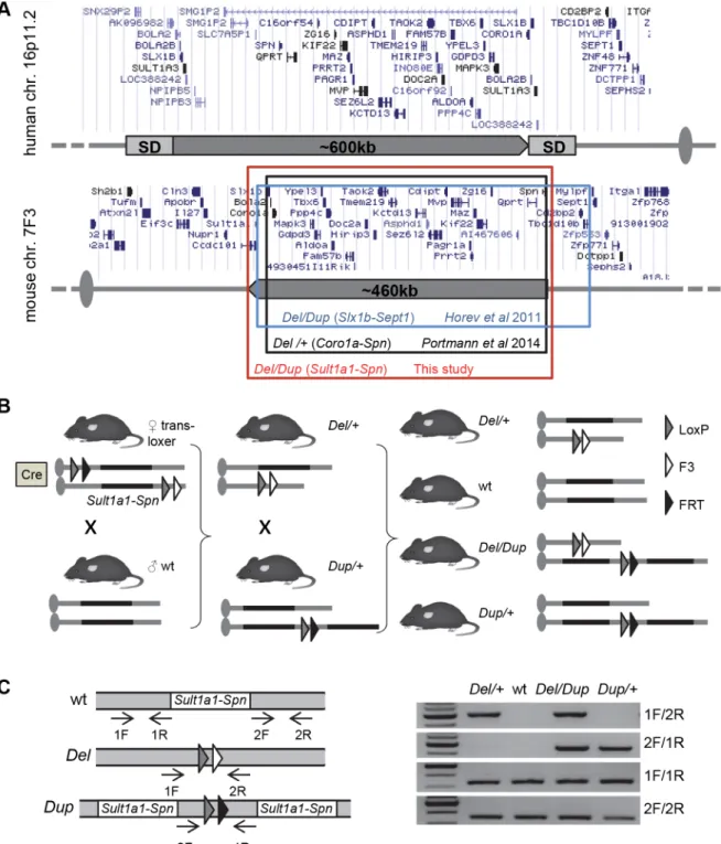 Fig 1. Mouse models for 16p11.2 rearrangements. (A) Top: human 16p11.2 region and proximal segmental duplications (SDs) prone to generate BP4-BP5 copy number variations (CNVs) by a non-allelic homologous recombination (NAHR) mechanism