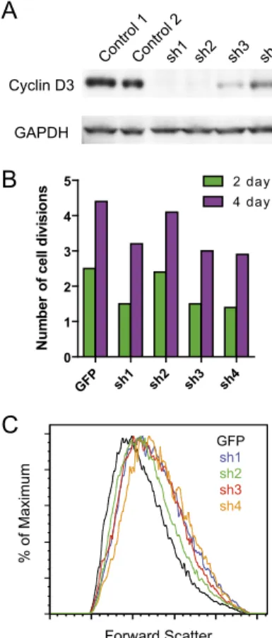 Figure 6. A model of how reduced or absent expression of cyclin D3 can modulate erythropoiesis and cause increased erythrocyte size and reduced RBC counts