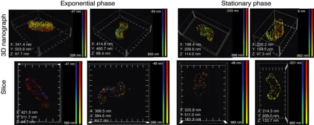 FIG 5 Visualization of the foci of RNase J-GFP in exponential and stationary phase by dSTORM superresolution microscopy