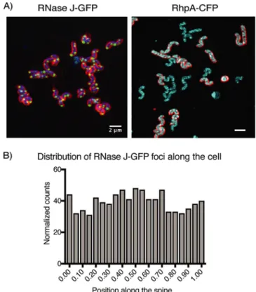 FIG 2 RNase J and RhpA form foci in H. pylori cells that do not have a polar localization