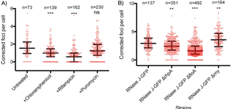 FIG 4 The number of RNase J-GFP foci per cell is affected by antibiotics and in different mutants