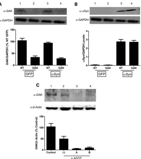 Figure 2. Western blot analyses confirming reduced GAK expression and enhanced a-synuclein accumulation