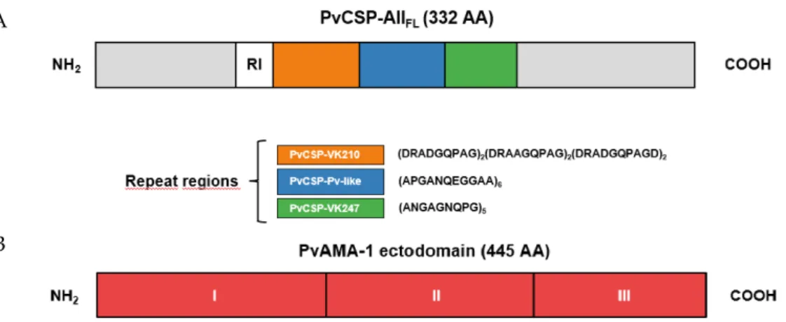 Figure 1. Representation of Plasmodium vivax proteins expressed in Pichia pastoris. Schematic  representation of the PvCSP-All FL  construction