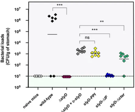 Fig 9. SlyD is essential for mouse colonization by H. pylori SS1 strain. Each diamond corresponds to the colonization load of one mouse one month after infection with the H