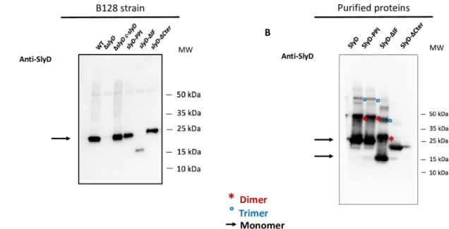 Fig 2. Analysis of the production of SlyD wild type and mutant proteins in H. pylori. A