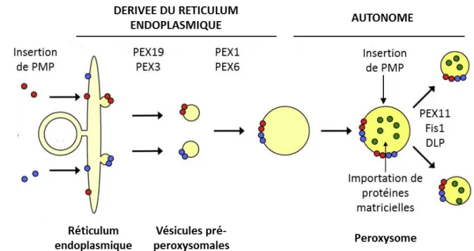 Figure 1 : Illustration de la biogenèse des peroxysomes. 