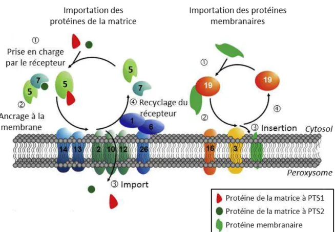 Figure 2 : Mécanisme d’importation des protéines matricielles et membranaires peroxysomales
