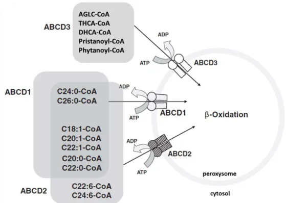 Figure 4 : Substrats potentiels des trois transporteurs ABCD peroxysomaux. 