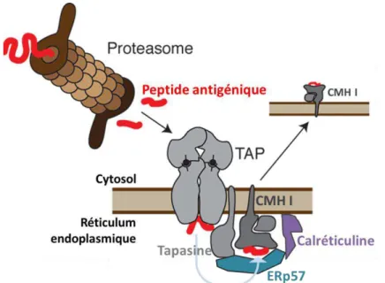 Figure  13 :  Mécanisme  de  présentation  des  peptides  antigéniques  par  le  CMH  de  classe  I,  faisant  intervenir le transporteur TAP (ABCB2/ABCB3)