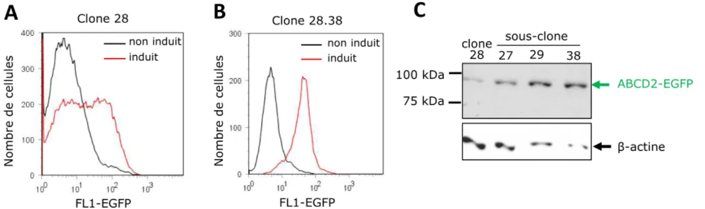 Figure 15 : Analyse des clones obtenus par sous clonage du clone 28. 