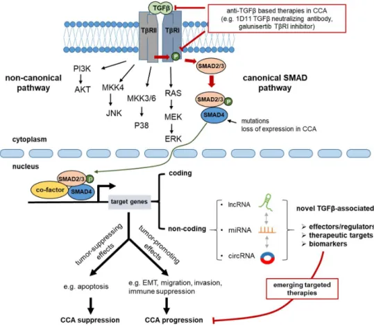 Figure  2.  TGFβ  signaling  in  cholangiocarcinoma  (CCA)  progression.  TGFβ  activates  SMAD-dependent (canonical) and SMAD-independent (non-canonical) pathways in order to evoke  transcriptional programs that, ultimately, regulate physiological respons