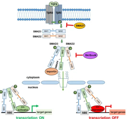 Figure 1. Basics of transforming growth factor β (TGFβ) signaling. Binding of TGFβ ligands to their  receptors initiates the signal, through the phosphorylation of TβRI by TβRII