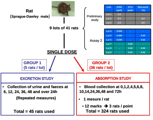 Figure 1. Protocol design of the study 