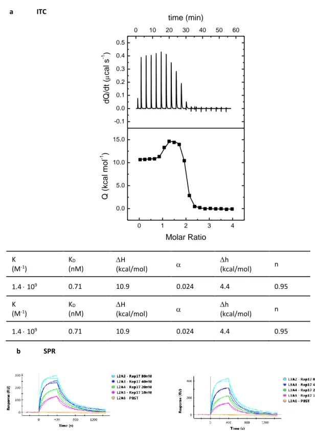 Figure S3. Additional biophysical measurements of alphaRep interactions. 789  0 1 2 3 40.05.010.015.0-0.10.00.10.20.30.40.501020304050 60time (min)dQ/dt (cal s-1) Molar RatioQ (kcal mol-1) K  (M -1 )  K D (nM)  H  (kcal/mol)    h  (kcal/mol)  n  1.4  