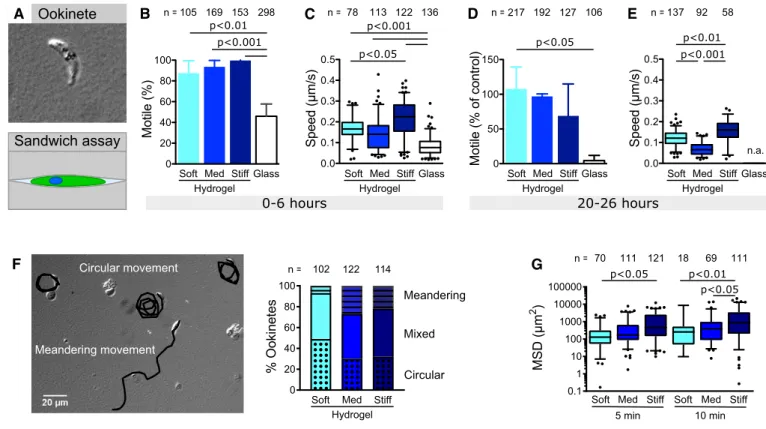 Figure 1 . Substrate stiffness affects motility patterns of ookinetes.