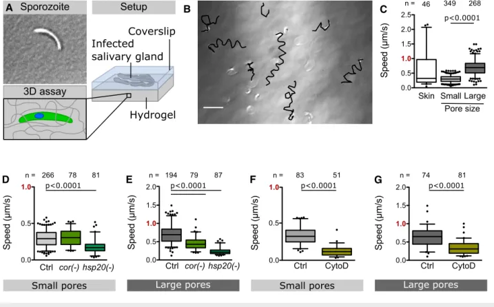 Figure 2 . Sporozoite motility inside 3 D hydrogels with different pore sizes.