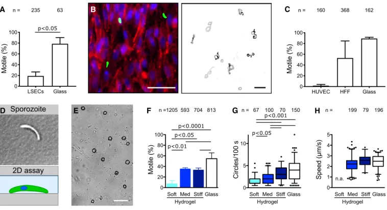 Figure 3. Sporozoite motility on cells and 2D hydrogels of different stiffnesses.