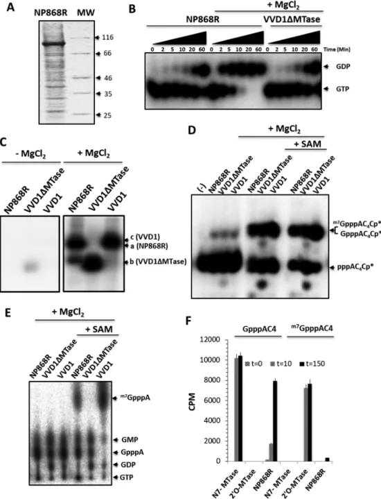 Figure 5. NTPase, GTase and N7-MTase activities of NP868R capping enzyme. (A) Coomassie-stained, reducing SDS-PAGE showing the insect-cell derived NP868R protein purified by Ni 2+ -affinity chromatography migrating at around 100 kDa