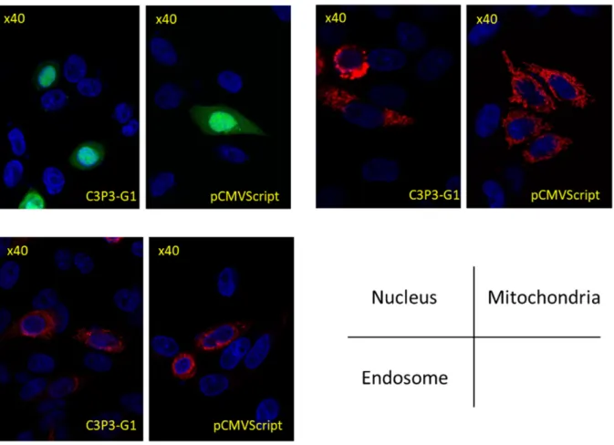 Figure 7. C3P3-G1 expression system generates properly addressed proteins to cell compartments in comparison to standard CMV promoter-driven nuclear expression system