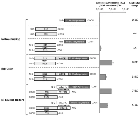 Figure 2. Coupling of T7RNAP with vaccinia virus capping enzyme. Plasmids encoding T7RNAP and / or the D1R and D12L subunits of the heterodimeric vaccinia virus capping enzyme were cotransfected in HEK-293 cells together with the pT7 ␸ 10-Luciferase plasmi