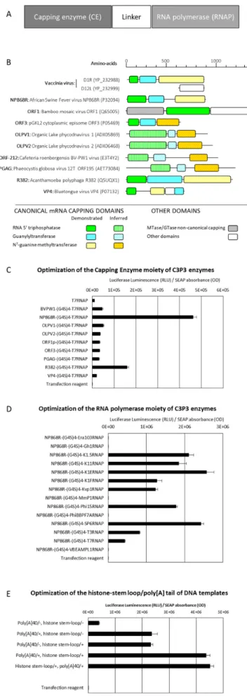 Figure 3. Design and optimization of single-unit C3P3-G1 enzymes. (A) General design of the C3P3-G1 enzymes