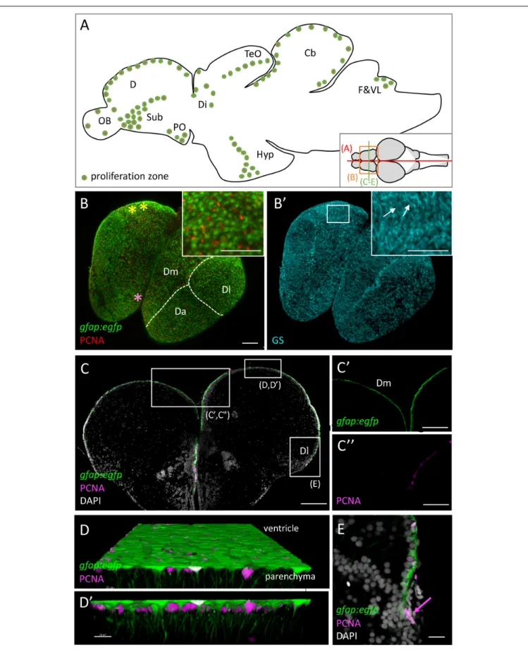 FIGURE 1 | Continued