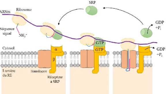 Figure 1 : Reconnaissance du peptide signal par la SRP. 