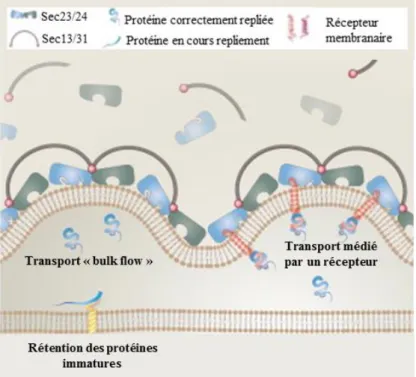 Figure 9 : Modes de transport des protéines hors du réticulum endoplasmique. 
