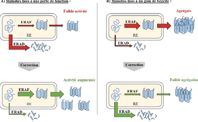 Figure 26 : Adaptation de la capacité des voies ERAF et ERAD pour corriger les défauts  impliqués dans les pathologies conformationnelles