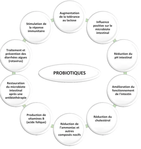 Figure 2 : Quelques effets bénéfiques des probiotiques sur la santé
