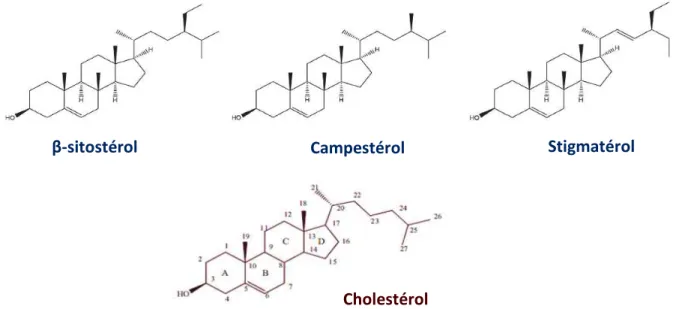 Figure 3 : Structures moléculaires des 3 phytostérols majoritaires et du cholestérolβ-sitostérol Campestérol  Stigmatérol 