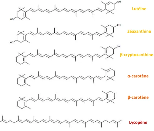 Figure 4 : Structure chimique de quelques caroténoïdes majoritaires Lycopène  β-carotène α-carotène  Zéaxanthine  β-cryptoxanthine Lutéine 