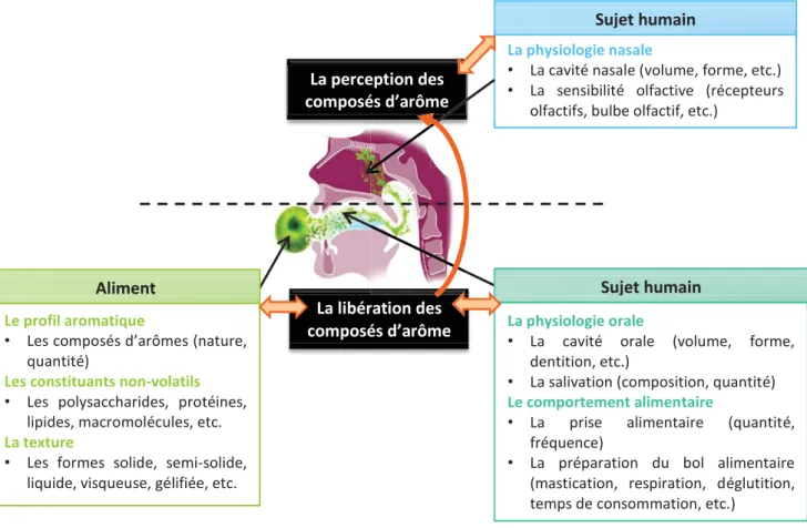 Figure  1.  Les  facteurs  d’impact  de  la  libération  et  de  la  perception  des  composés  d’arôme  pendant une dégustation produit